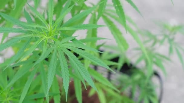 하우스 플랜트 먹었지 마리화나 집에서 합법적으로 재배하는 Cbd 의약품 — 비디오