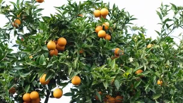 オーチャード 熟した柑橘類の木や枝 — ストック動画
