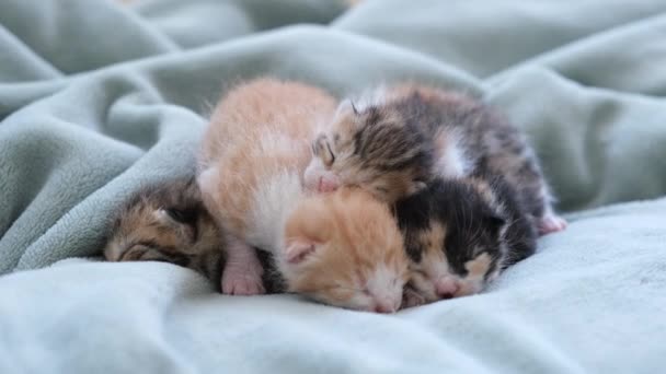 Pasgeboren Kittens Pasgeboren Blinde Kittens Slapen Comfortabel Allemaal Samen — Stockvideo