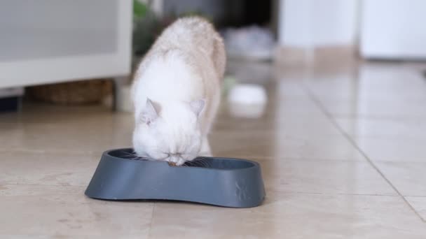 Renrasiga Vit Katt Slickar Sina Läppar Efter Att Ätit Från — Stockvideo
