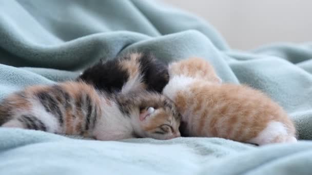 Gatitos Recién Nacidos Recién Nacidos Gatitos Ciegos Dormir Cómodamente Todos — Vídeo de stock