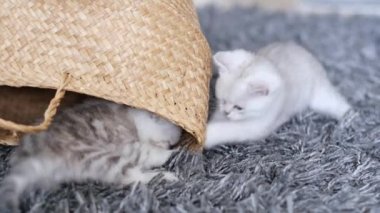 İki safkan küçük kedi birlikte oynuyorlar. Evcil hayvanlar ve evcil hayvanlar kavramı