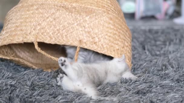 Маленькие Забавные Котята Играют Вместе Корзине Домашние Животные — стоковое видео