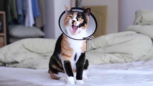 Calico Cat Protective Elizabethan Type Collar Yawns While Recovering Anesthesia — Stock Video