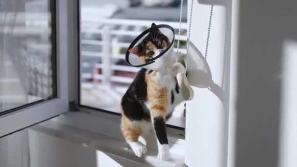 Грайливий Каліко Кіт Конусному Комірі Сидить Вікні Грає Мотузкою — стокове відео