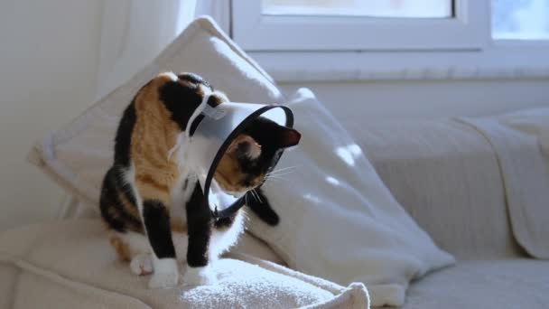 Calico Katt Med Skyddande Kon Krage Försöker Slicka Sin Kropp — Stockvideo