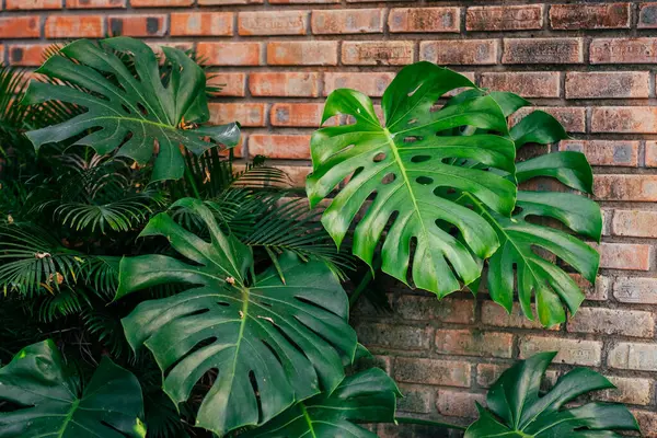Tropical monstera on urban brick background. Lush green monstera leaves contrast against a textured brick wall, bringing a touch of the tropics to an urban setting.