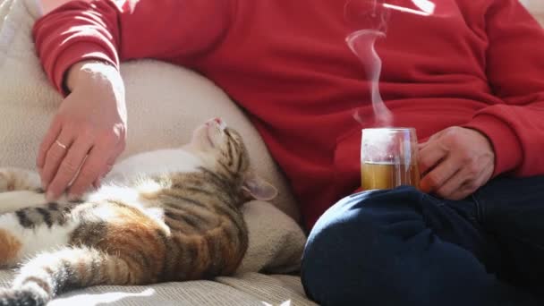 Homem Com Seu Gato Sofá Para Relaxar Unir Sua Casa — Vídeo de Stock