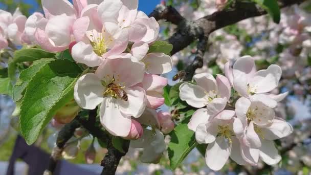 Медова Бджола Літає Запилює Цвітіння Яблуні Квітка Крупним Планом Повільний — стокове відео