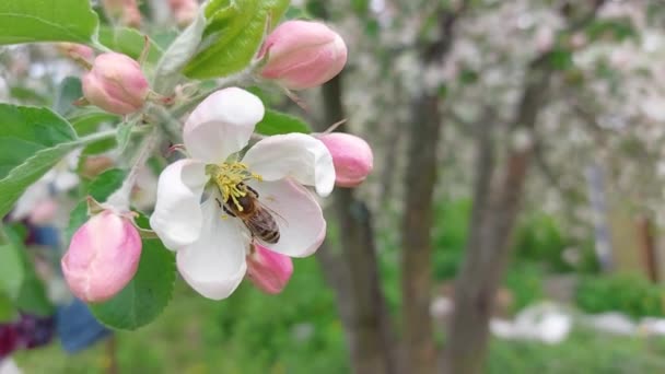 Медова Бджола Літає Запилює Цвітіння Яблуні Вид Крупним Планом — стокове відео