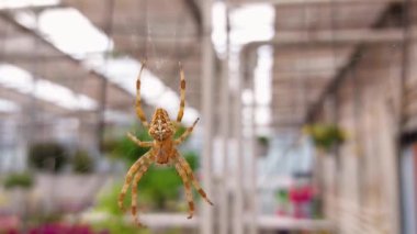 Avrupa bahçe örümceği, çapraz örümcek, Araneus diadematus, örümcek ağında oturuyor, yakın görüş