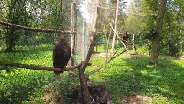 Dva Stepní Orlí Ptáci Sedící Větvi Zajetí Dravý Pták Dravec — Stock video