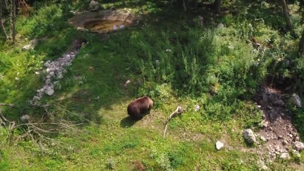 Коричневий Ведмідь Гуляє Території Реабілітаційного Центру Хижаків Вид Зверху — стокове відео