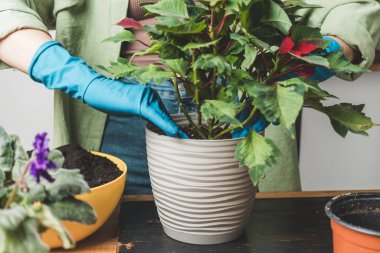 Eldiven giymiş bir kadının elleri masadaki yeni bir saksıya çiçek çiçeği naklediyor..