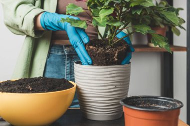 Eldiven giymiş bir kadının elleri masadaki yeni bir saksıya çiçek çiçeği naklediyor..