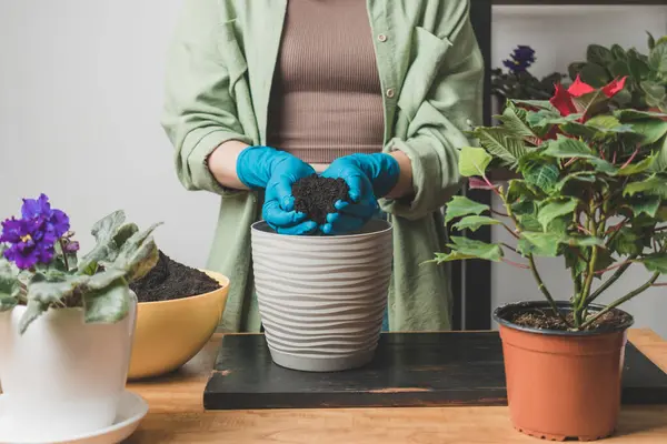 Woman\'s hands in gloves holding soil and transplanting a houseplant into new flower pot on a table.