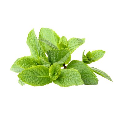 Leaves Cutout - Fresh Lemon Balm Leaves on White Background