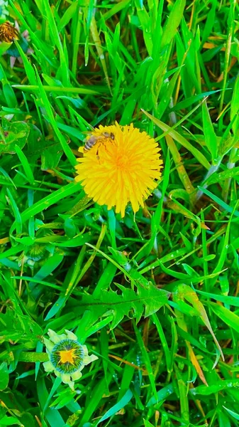 Желтый Одуванчик Яркий Красивый Весенний Цветок Высокое Качество Фото — стоковое фото