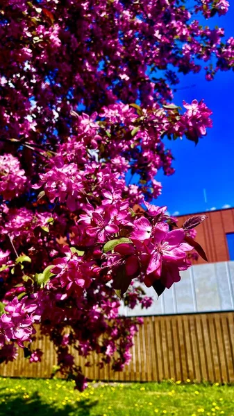 Цветущее Дерево Ярко Розовые Цветы Весенней Елке Цветут Высокое Качество — стоковое фото