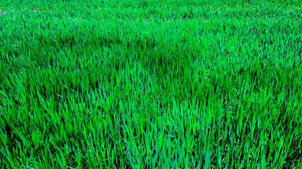 Весенняя Сочная Ярко Зеленая Трава Зеленая Высокое Качество Фото — стоковое фото
