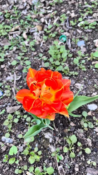 Einsame Orangefarbene Tulpe Spring Flower Ansicht Von Oben Hochwertiges Foto — Stockfoto