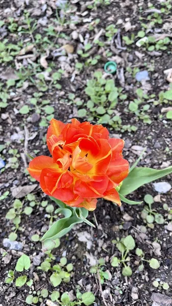 Одинокий Оранжевый Цветок Тюльпана Высокое Качество Фото — стоковое фото