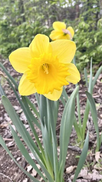 Одинокий Желтый Нарцисс Весенний Цветок Растущий Цветнике Высокое Качество Фото — стоковое фото
