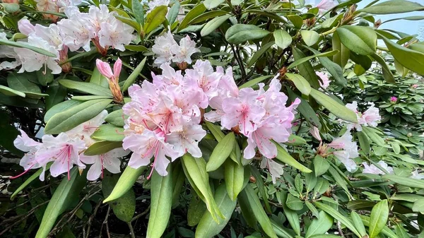 Розовые Нежные Цветы Весенние Цветущие Деревья Высокое Качество Фото — стоковое фото