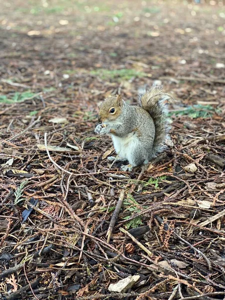 Little squirrel in Waterford garden