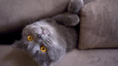 British fold cat playing at home in bed