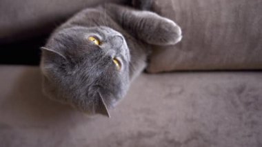 British fold cat playing at home in bed