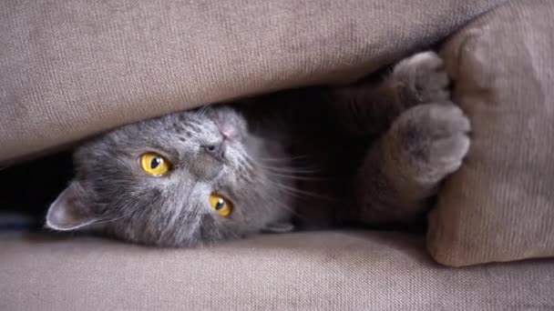 Britse Vouw Kat Spelen Thuis Bed — Stockvideo