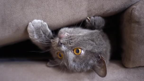Britse Vouw Kat Spelen Thuis Bed — Stockvideo
