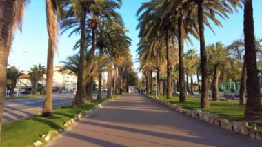 Palm trees on a walking street in Cannes, France