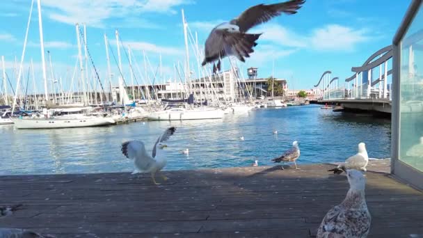 Möwe Fliegt Der Nähe Des Hafens Von Barcelona Spanien Zeitlupe — Stockvideo