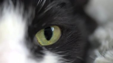 Evde siyah beyaz kürklü bir kedi gözü var. Kameraya bakıyorum.