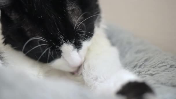 Een Kat Met Zwart Wit Bont Thuis Die Zichzelf Likt — Stockvideo