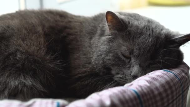 Svart Brittisk Veck Katt Gäspande Och Sova Hemma — Stockvideo
