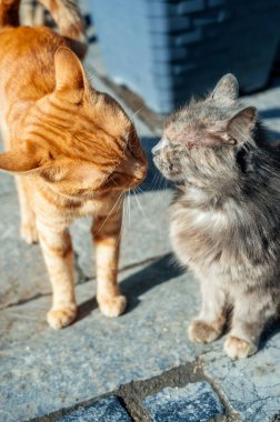 İstanbul, Türkiye 'de birbirini koklayan iki sokak kedisi manzarası