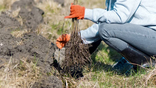 stock image A volunteer in work gloves holding multiple tree saplings for planting in the nature