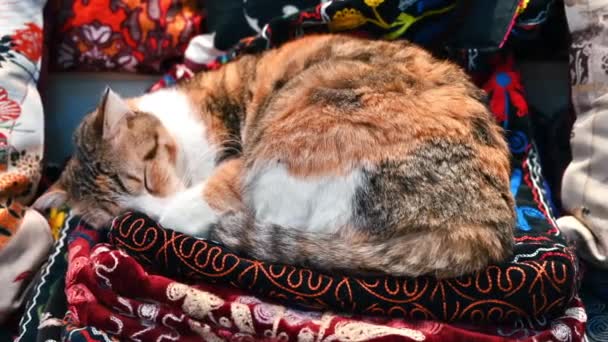 Zicht Een Kat Die Een Tapijt Slaapt Grote Bazaar Istanbul — Stockvideo