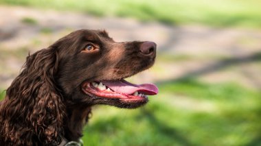 Kahverengi kürklü ve ağzı açık bir Alman spanyeli yakından görmek.