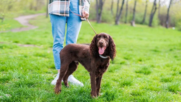 stock image View of a woman walking with german spaniel with brown fur and opened mouth on a leash in the nature