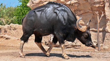 View of a gaur bison in Terra Natura zoo in Spain clipart
