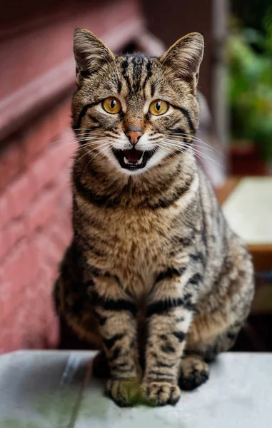 Kilátás Egy Utcai Macskára Kamerába Isztambulban Törökországban — Stock Fotó