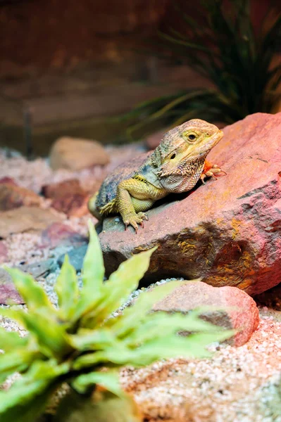 stock image Close view of an iguana sitting on a rock in a terrarium