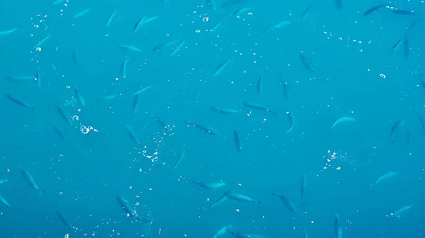 Blick Auf Kleine Fische Die Meerwasser Schwimmen — Stockfoto