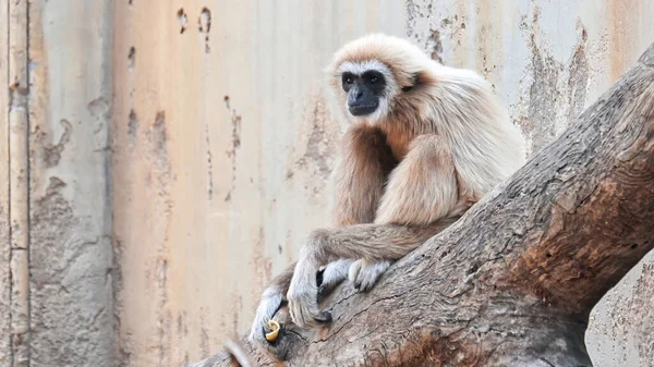 Veduta Gibbone Seduto Una Filiale Spagna — Foto Stock