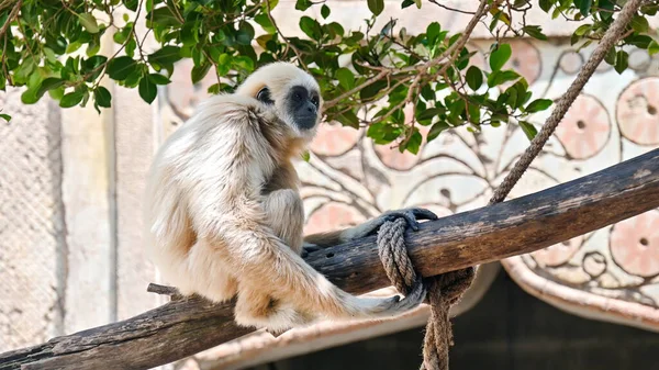 Veduta Gibbone Seduto Una Filiale Spagna — Foto Stock
