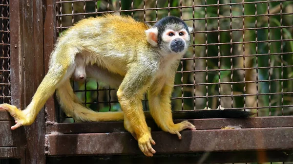 Macaco Esquilo Preto Numa Gaiola Jardim Zoológico — Fotografia de Stock
